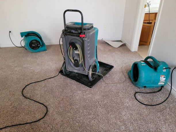 Best Mold removal after water damage  in Tornillo, TX